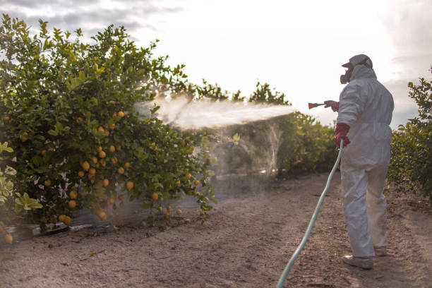 Flea Control Services in Wilmer, TX