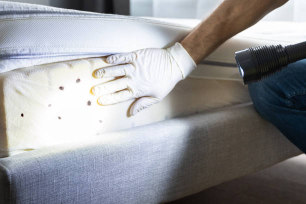 Best Flea Control Services  in Wilmer, TX